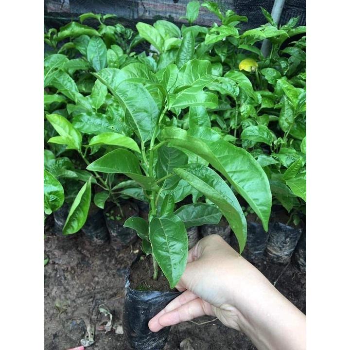 Cây Giống Chanh Leo Chuối Nam Mỹ..