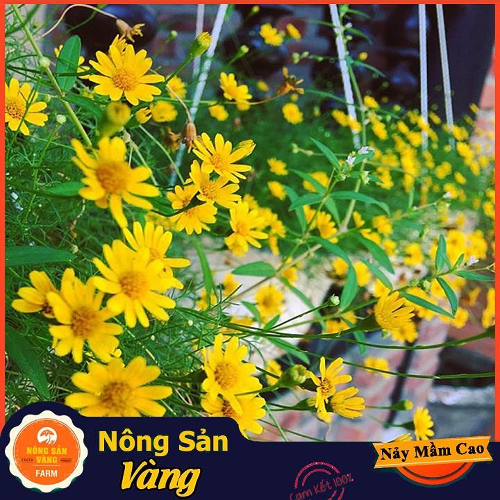 Hạt giống Hoa Cúc Sao Băng Vàng