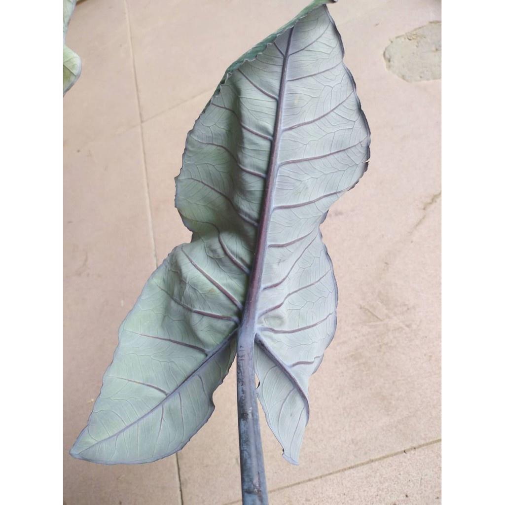 Cây giống khoai môn tím - cây giống size nhỏ