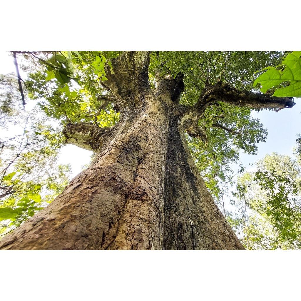 CÂY GIỐNG KƠ NIA