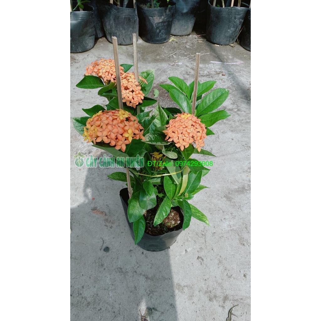 Cây Hoa Trang Mỹ Màu Cam