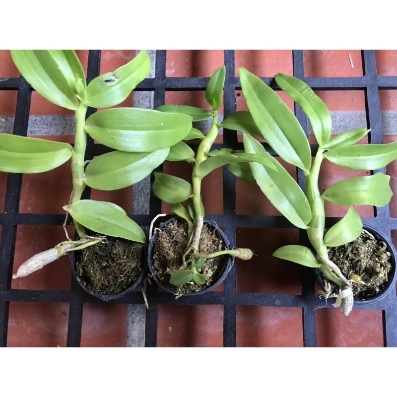 Trầm blue lai hoàng thảo vôi