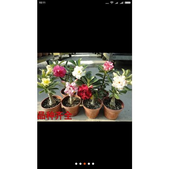 Hạt giống cây hoa sứ Thái nhiều màu KNS3507 - Gói 8 hạt