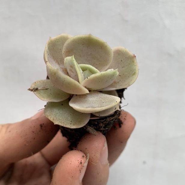 Sen đá mini 4-7cm siêu khỏe đã thuần khí hậu lỗi 1 đổi 1