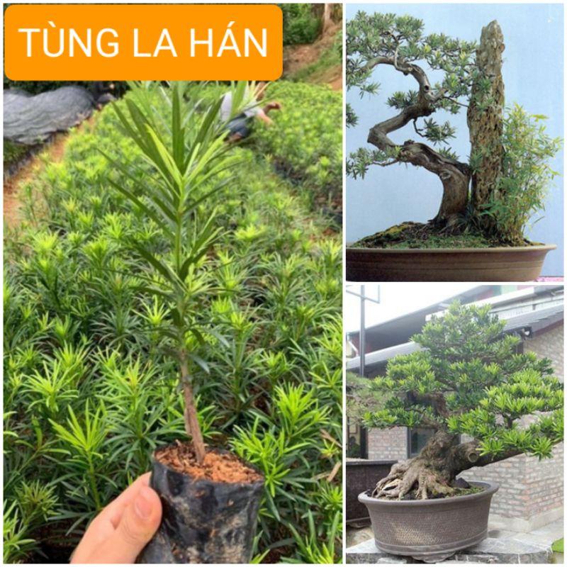 CÂY GIỐNG TÙNG LA HÁN. CÂY PHONG THỦY