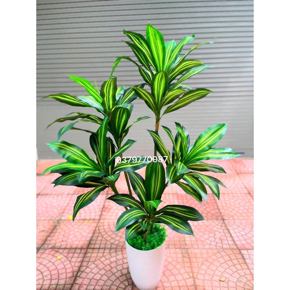Cây thiết mộc lan 5 nhánh cao 150cm - Ảnh và video thật do shop tự chụp