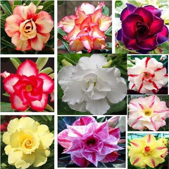 Gói 10 hạt giống hoa sứ Thái kép mix đủ 10 màu tặng 10 viên nén ươm hạt