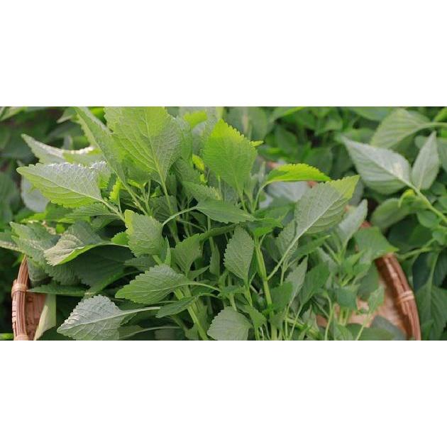 Gói 2g Hạt giống rau kinh giới cao sản - năng suất cao, dễ trồng, không cần chăm bón