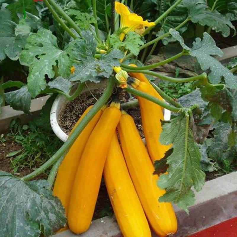 COMBO 5 gói hạt giống bí ngòi mix - TẶNG 1 phân bón