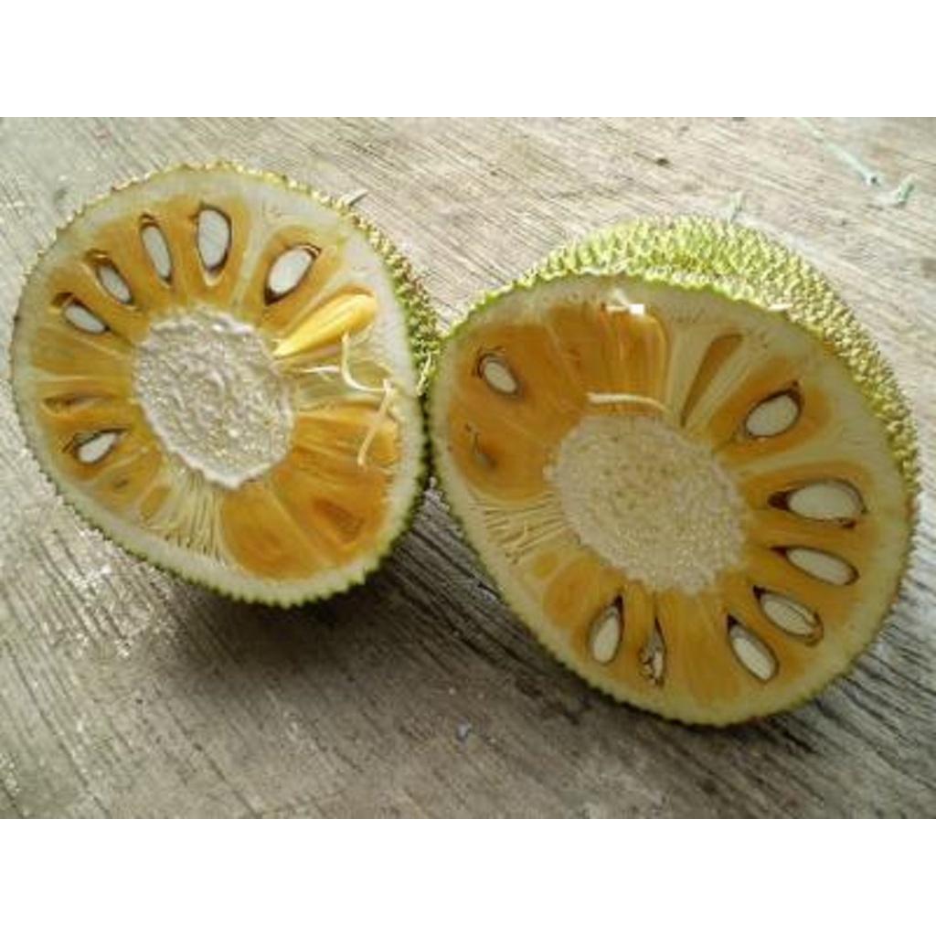 CÂY GIỐNG MÍT TỨ QUÝ DA XANH SIÊU QUẢ SIÊU NGỌT.CAM KẾT GIỐNG CHUẨN, BẢO HÀNH CHUẨN F1