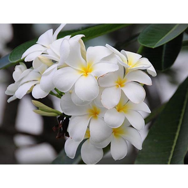 Cây sứ đại hoa vàng hoa rất thơm