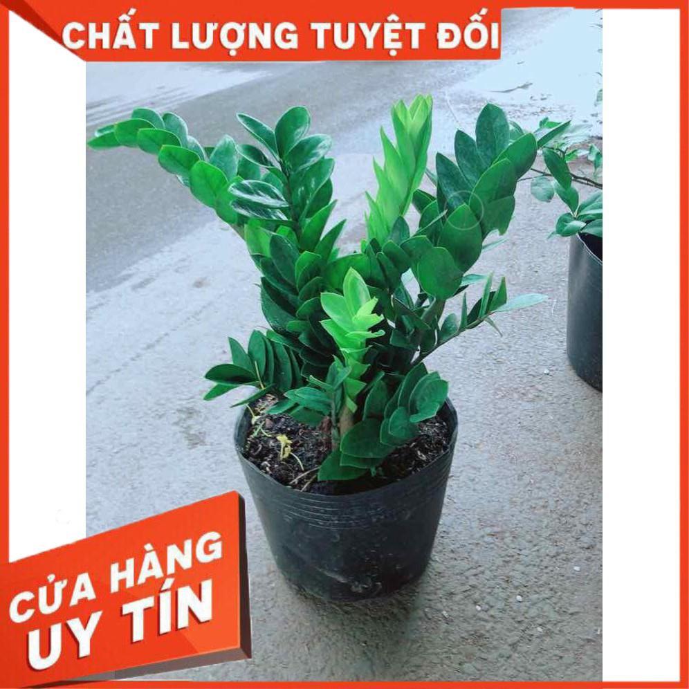 Kim Tiền Size Đại Nhiều Người Mua