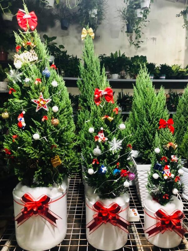 Cây Sơn Tùng, Cây Trang Trí Giáng Sinh, Cây Thông Noel Cao 1m - Cây Thông Thật