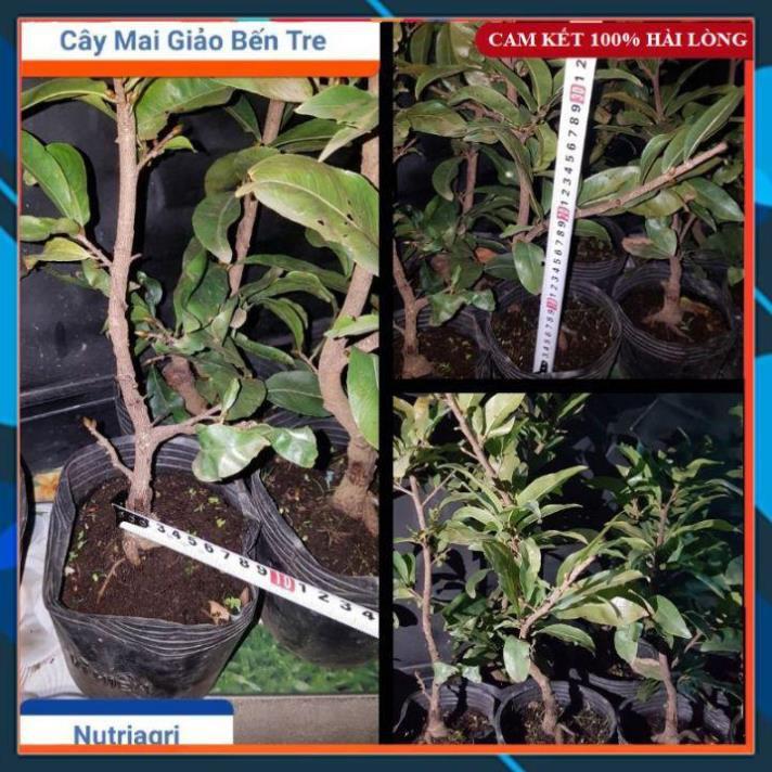 Cây Mai Giảo Giống Bến Tre Sai Hoa, Nhiều Cảnh Đẹp Chơi Tết SAMSON GARDEN