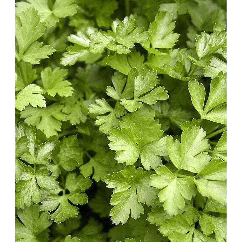 Hạt giống Rau Mùi tây Parsley &quot;Giganti di Napoli&quot; hữu cơ nhập khẩu Châu âu - Minigarden