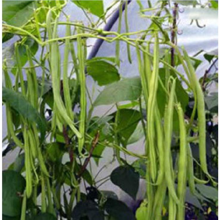 Hạt giống đậu cove hạt đen dạng leo KNS366 - Gói 10gram