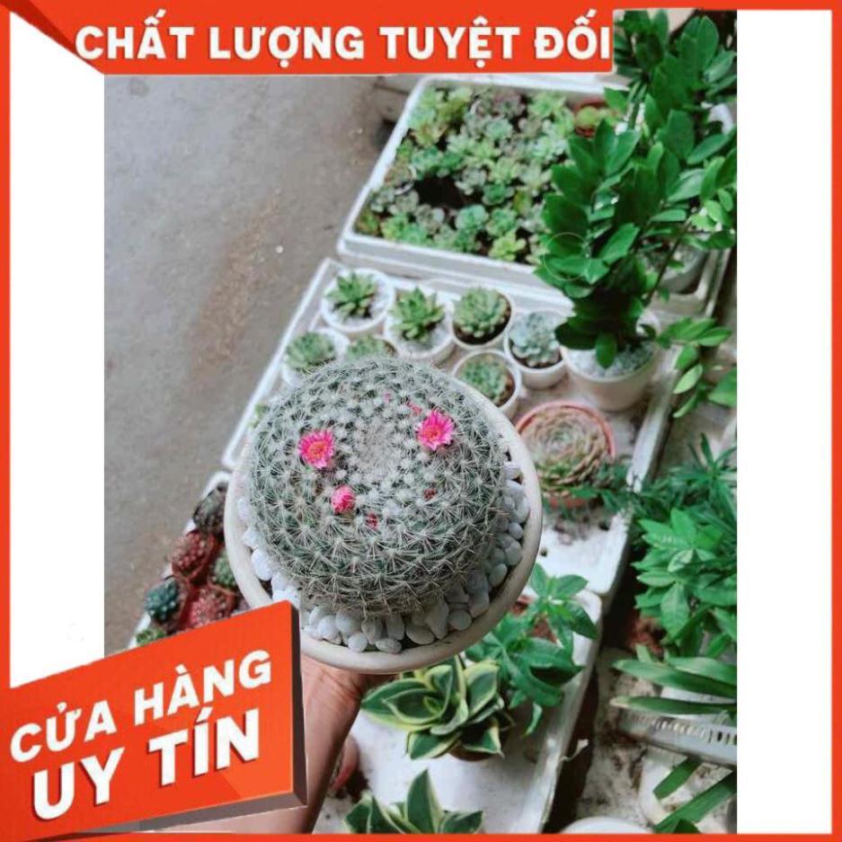 Chậu xương rồng nở hoa Nhiều Người Mua