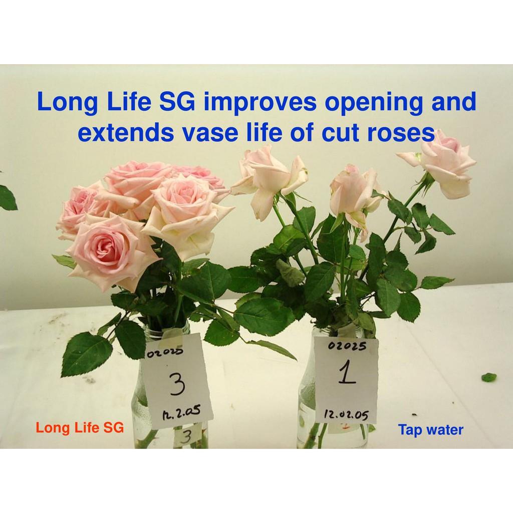BỘT DƯỠNG HOA TƯƠI LÂU Combo 5 hộp hiệu Long life Israel, dành cho gia đình chơi hoa