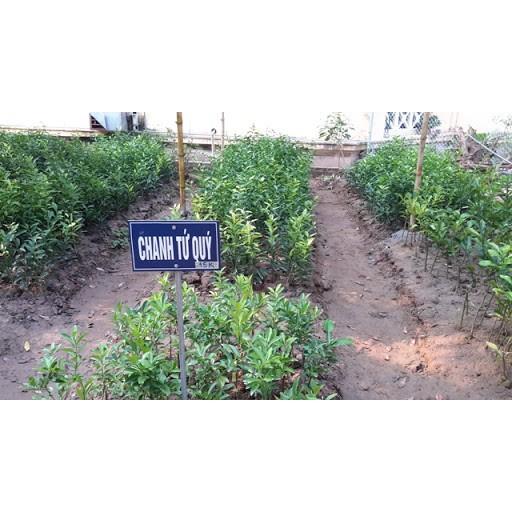 Cây Giống Chanh Tứ Qúy Cao 60-80cm