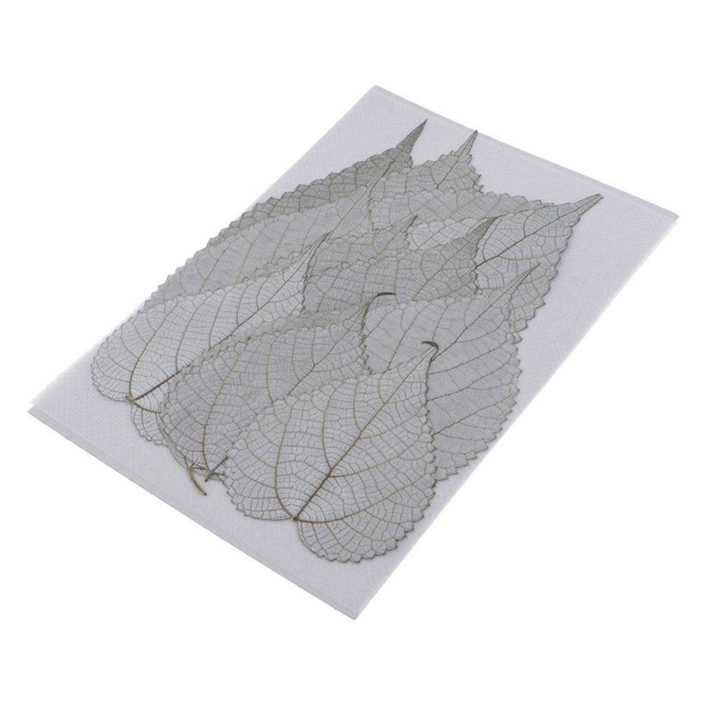 12pcs Natural Pressed Leaf Dried Flowers Natural Color Plant Specimen
