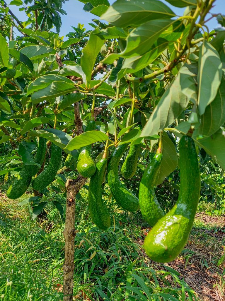 Cây Giống Bơ 034 - cây ghép trồng chậu, nhanh cho trái, chỉ 2 năm trồng_Cây Giống Quả Bơ Dài Béo Ngậy Cơm Vàng Dày