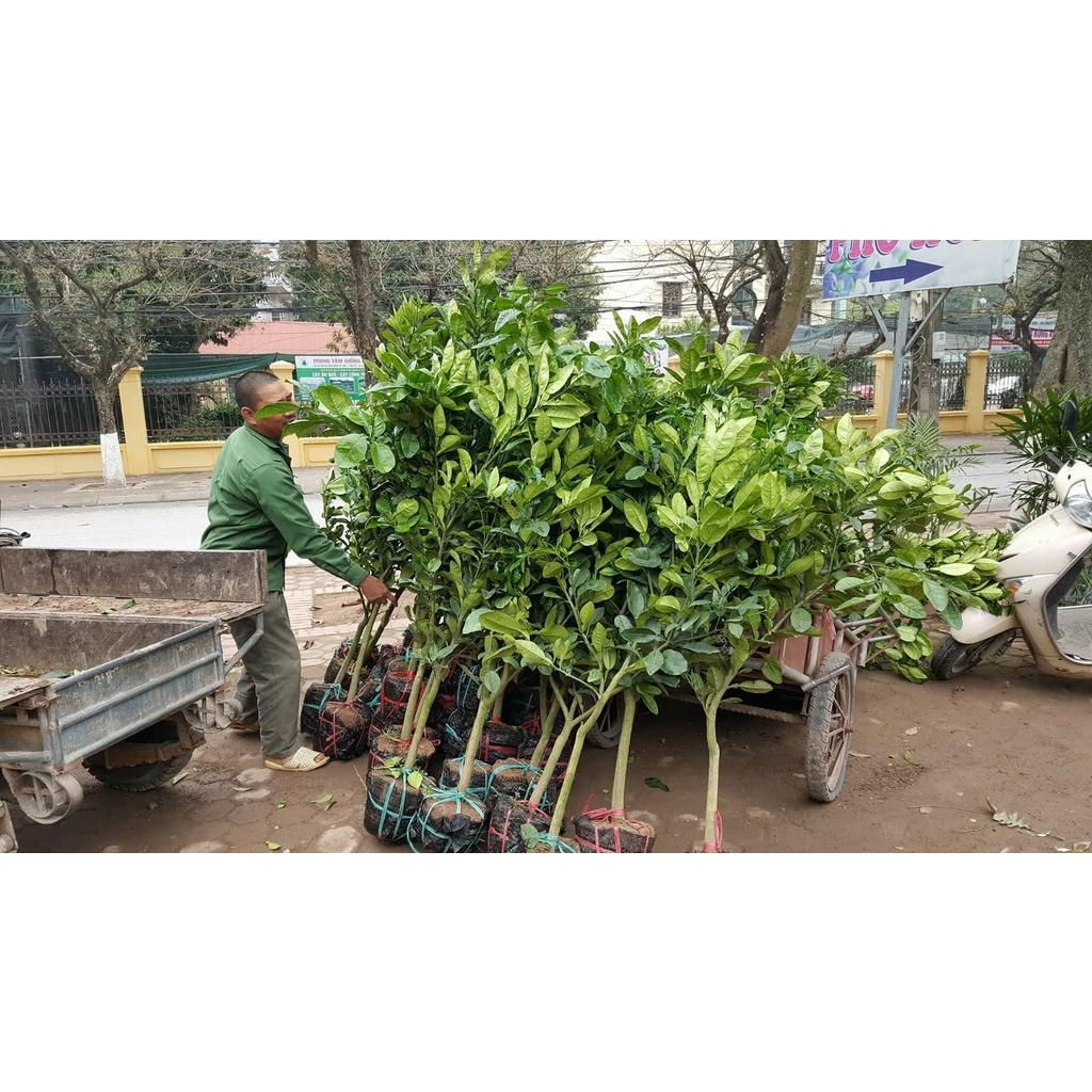 Bưởi Da Xanh Choai cây vài tháng ăn quả chất lượng tốt năng suất cao