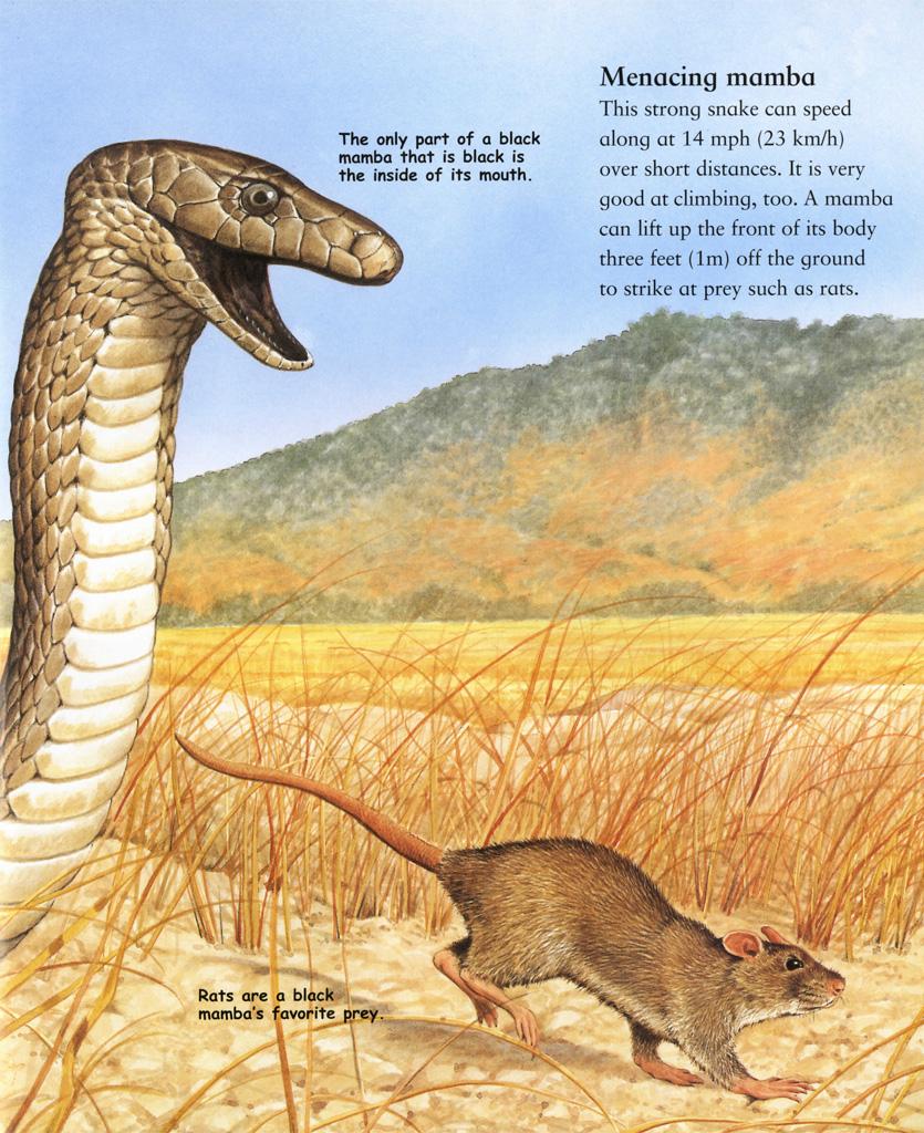 My Best Book Of Snakes