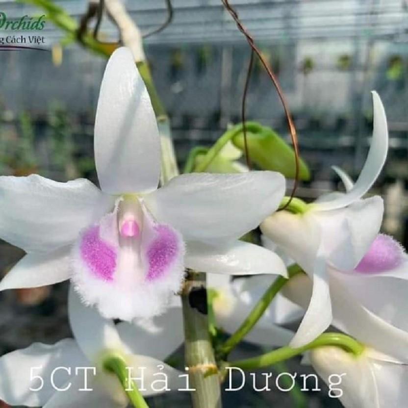 Cốc phi điệp 5 cánh trắng HẢI DƯƠNG - hàng gieo hạt - hoa xổ số - hoa siêu đẹp