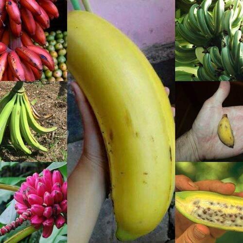Cây giống chuối bơm cấy mô