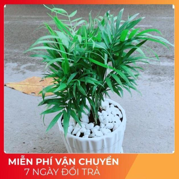 Chậu Cây Cau Tiểu Trâm