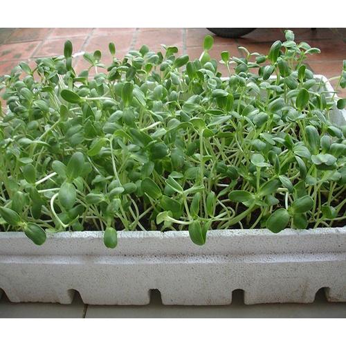 Hạt Giống Rau Mầm Cải Ngọt -