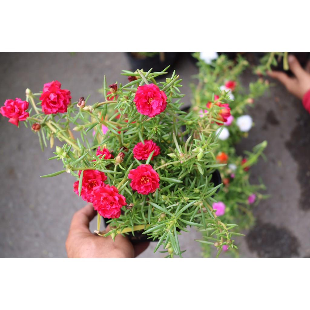 Chậu 10 Giờ nhiều màu