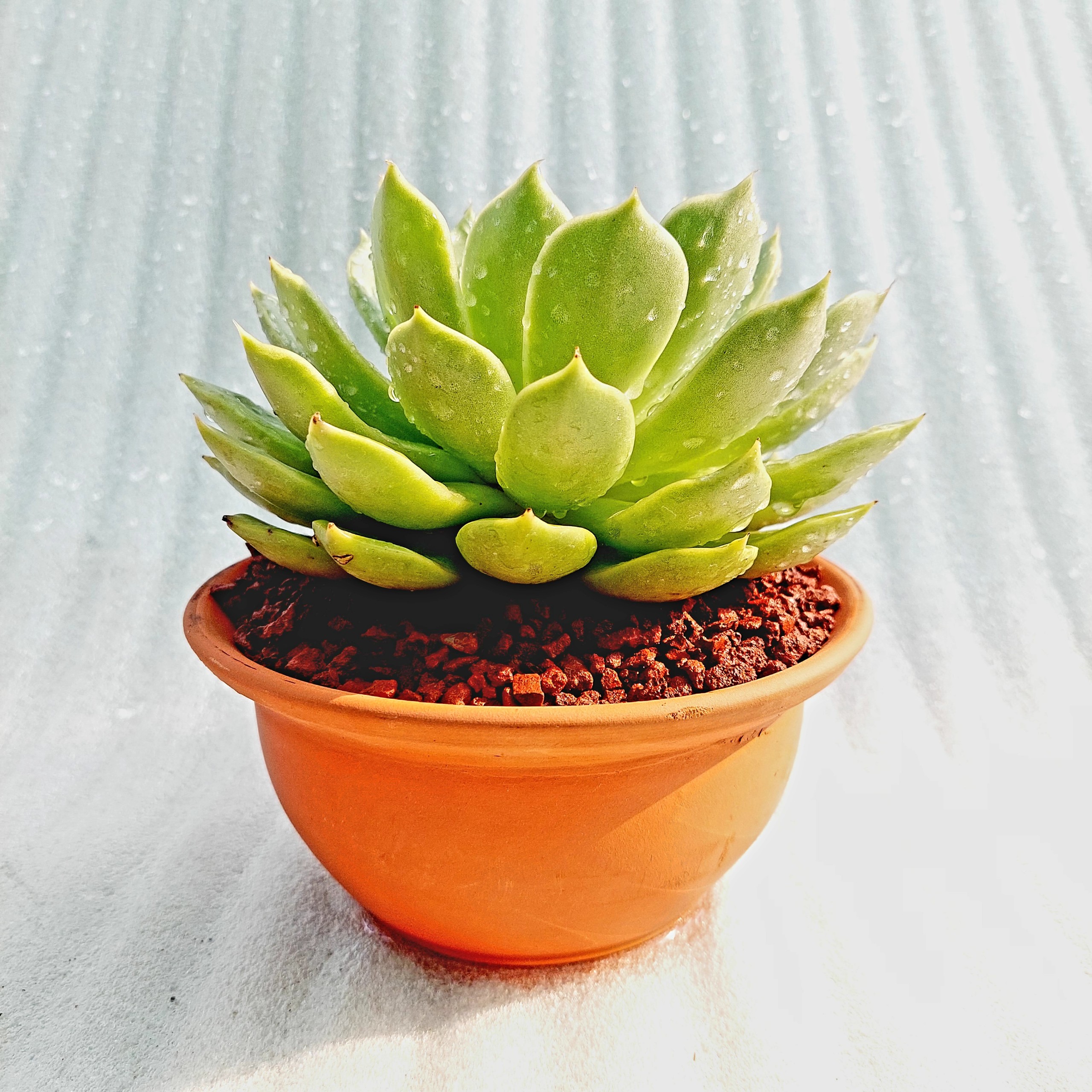 Chậu đất nung - Miệng bèo 168, miệng chậu 16cm, chiều cao 8cm