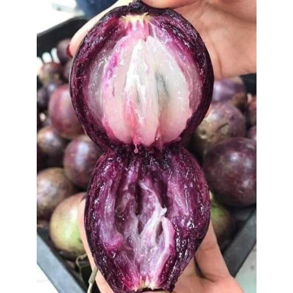 CÂY GIỐNG VÚ SỮA TÍM LÙN TỨ QUÝ