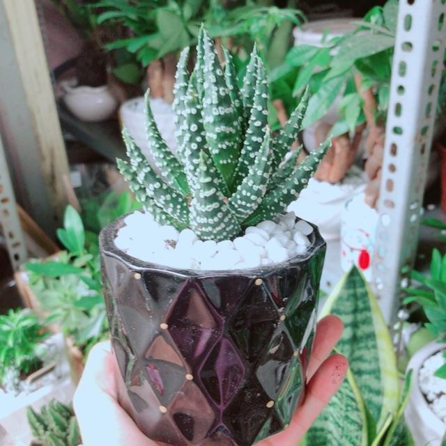 Chậu Xương Rồng Móng Rồng