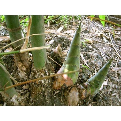 Cây măng tre bát độ giống