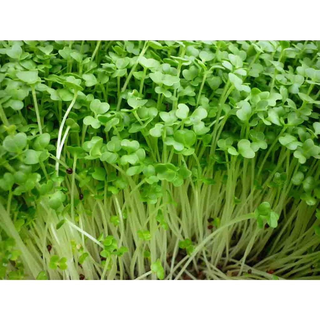 Hạt giống rau mầm củ cải trắng 100g - Hạt giống chuyên dùng rau mầm