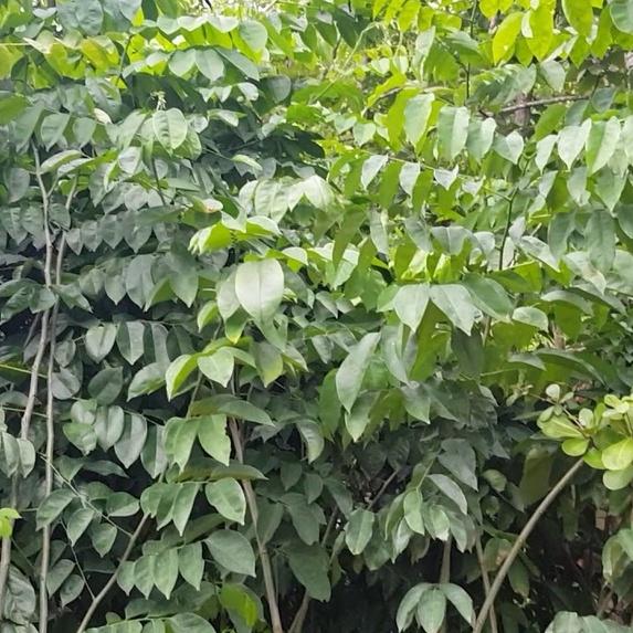 500 gram hạt giống giáng hương