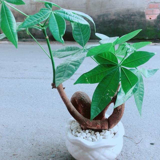 Chậu Kim Ngân Nơ