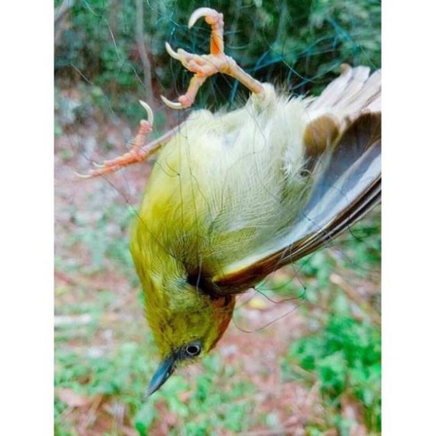 Lưới Bắt Chim dài 30m hàng loại 1 lưới singapore bắt CHÀO MÀO, CHÒE, MI, KHỨU, SÁO, cu gáy giá siêu rẻ - - đại h