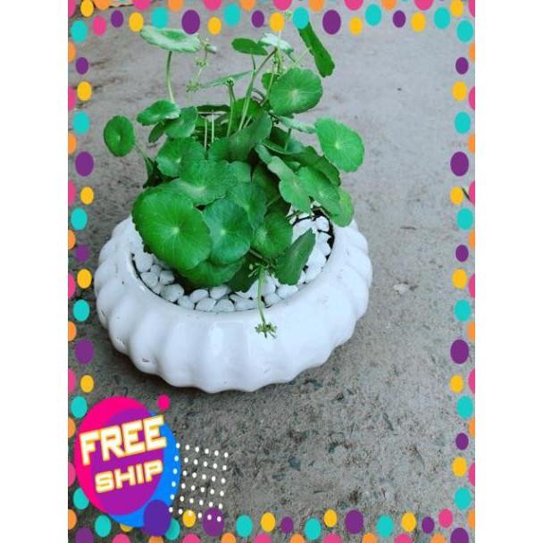Chậu Cỏ Đồng Tiền