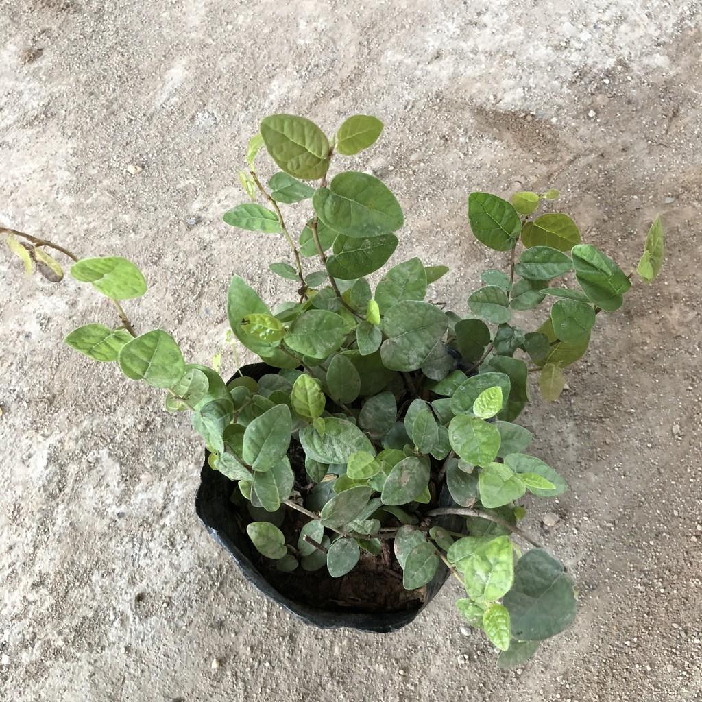 Cây vảy ốc , cây có nhiều nhánh cực sum suê leo bám cực tốt, sức sống cực khỏe thích hợp làm cây bám tường
