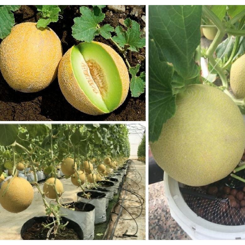Hạt giống dưa lưới vàng