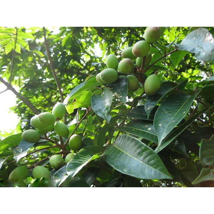 CÂY GIỐNG TRÁM XANH CAO SẢN