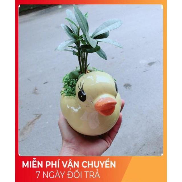Chậu Vịt Vàng May Mắn