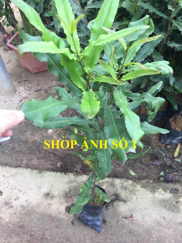 Cây MẮC CA, cây giống mắc ca gieo hạt