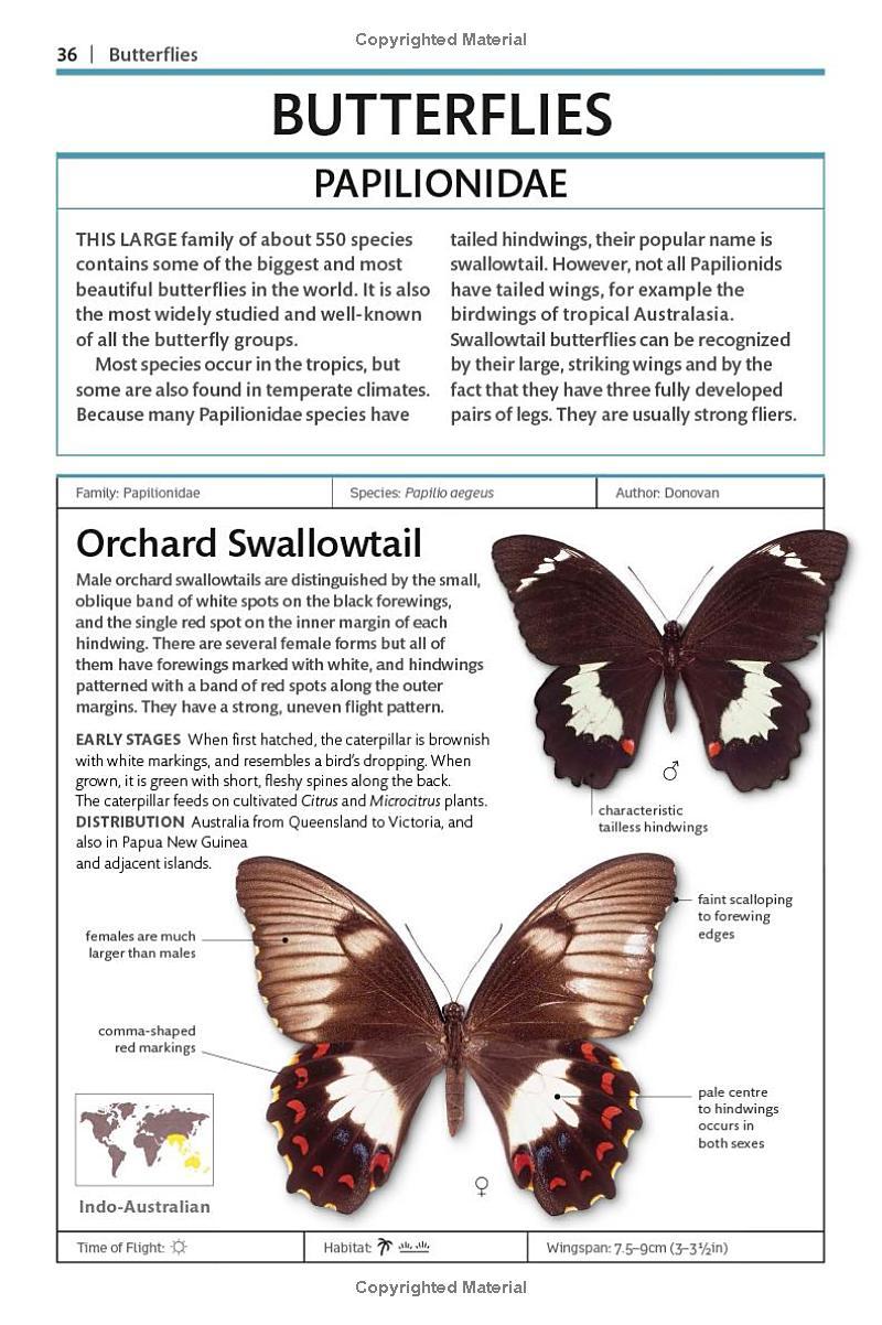 Sách ngoại văn: Butterflies And Moths