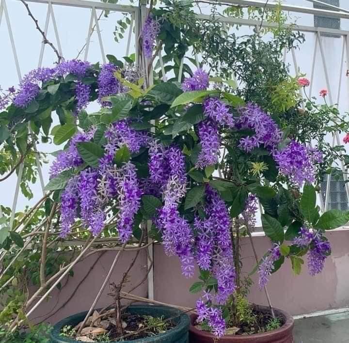 Cây hoa mai xanh Thái Lan hoa quanh năm