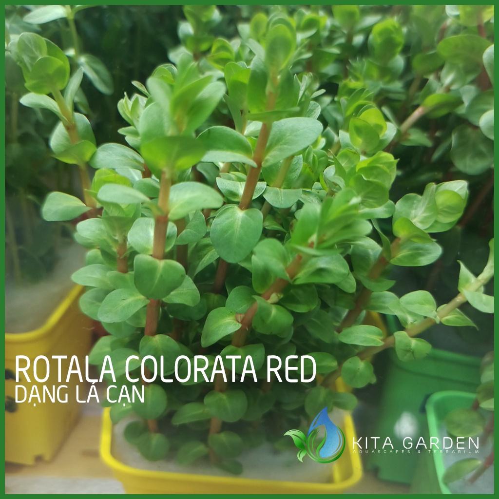 Cây thủy sinh vảy ốc siêu đỏ - Rotala Colorata Red - Dễ Trồng - Cây Dạng Cạn