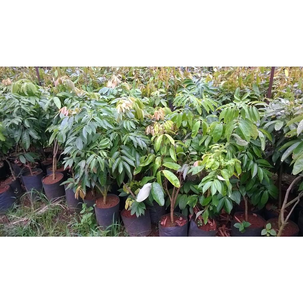 Cây giống Vải U Hồng BẦU TO, CÂY CHIẾT CAO HƠN 1M